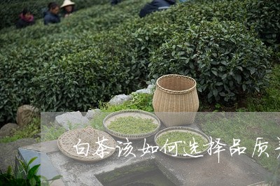 白茶该如何选择品质差的茶/2023110719794