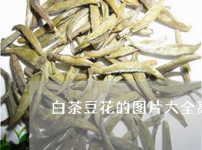 白茶豆花的图片大全高清/2023110160703