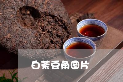 白茶豆角图片/2023052116259