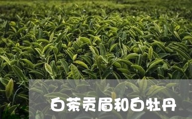 白茶贡眉和白牡丹/2023090781705