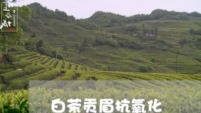 白茶贡眉抗氧化/2023112550583