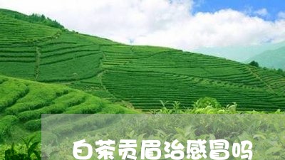 白茶贡眉治感冒吗/2023090976159