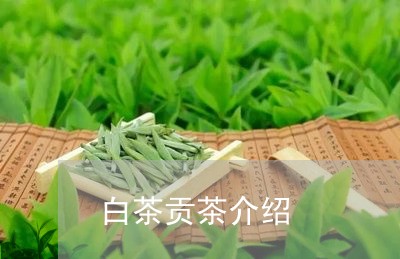 白茶贡茶介绍/2023052141826