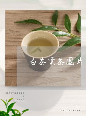 白茶贡茶图片/2023052161725