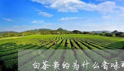 白茶贵的为什么香味那么淡/2023110846937