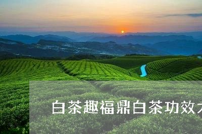 白茶趣福鼎白茶功效大全/2023092224046