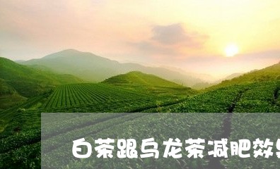 白茶跟乌龙茶减肥效果/2023100725849