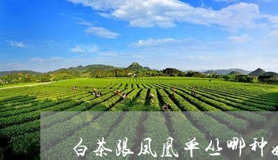 白茶跟凤凰单丛哪种好喝/2023103114049