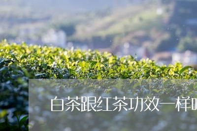 白茶跟红茶功效一样吗百度/2023110821705