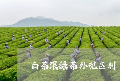 白茶跟绿茶外观区别/2023082448603