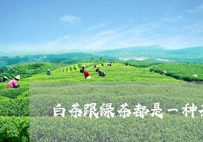 白茶跟绿茶都是一种茶树把/2023110798150