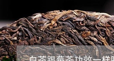 白茶跟莓茶功效一样吗/2023100778572