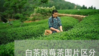 白茶跟莓茶图片区分/2023082462837