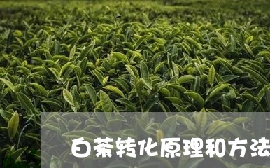 白茶转化原理和方法有哪些/2023110747240