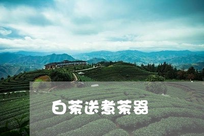 白茶送煮茶器/2023052192784