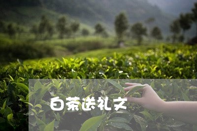 白茶送礼文/2023051048394