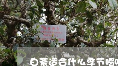 白茶适合什么季节喝呢/2023100741594