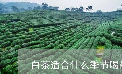 白茶适合什么季节喝最好老年人喝/2023111564624