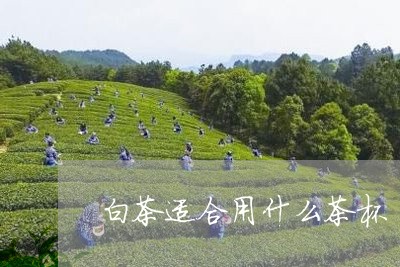 白茶适合用什么茶杯/2023082405958