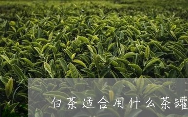 白茶适合用什么茶罐存放/2023110116151