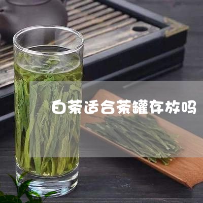 白茶适合茶罐存放吗/2023082402615