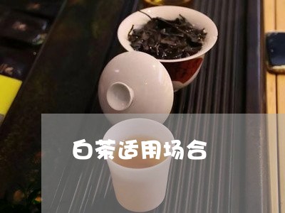 白茶适用场合/2023052173816