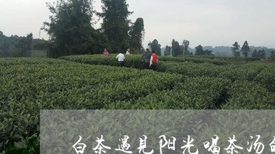 白茶遇见阳光喝茶汤的关系/2023110832625