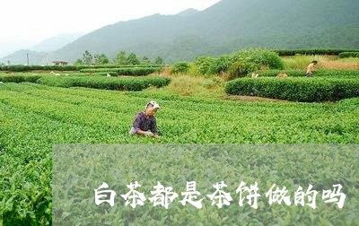 白茶都是茶饼做的吗/2023082450486