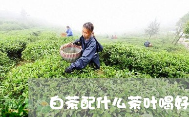 白茶配什么茶叶喝好/2023082425168