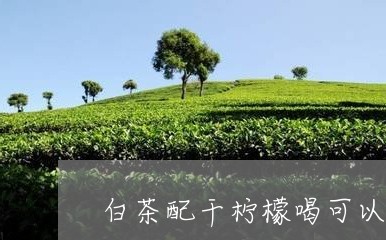 白茶配干柠檬喝可以吗孕妇/2023110714837