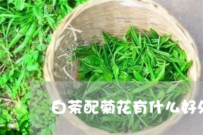 白茶配菊花有什么好处/2023100758491