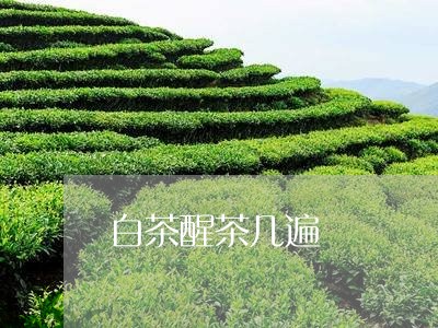 白茶醒茶几遍/2023052165148