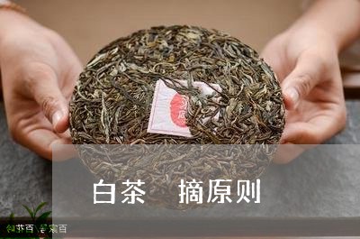 白茶釆摘原则/2023052192706