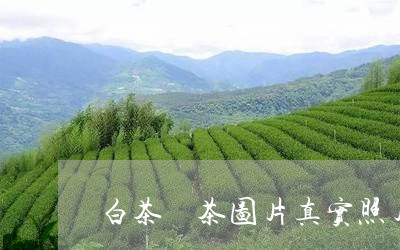 白茶釆茶图片真实照片/2023100782703