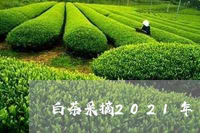 白茶采摘2021年/2023071367269