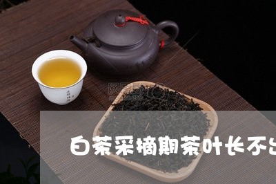 白茶采摘期茶叶长不出来/2023110104726