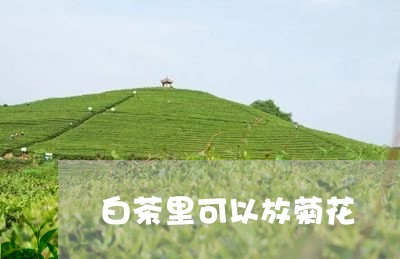 白茶里可以放菊花/2023070114047