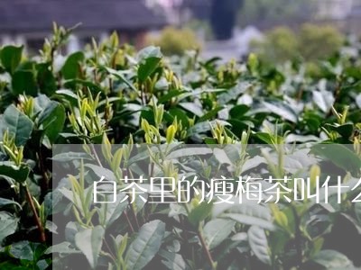 白茶里的瘦梅茶叫什么名字/2023110881824