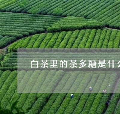 白茶里的茶多糖是什么东西/2023110898362