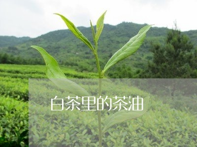 白茶里的茶油/2023052161624