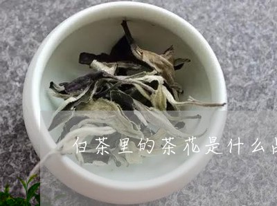 白茶里的茶花是什么品种/2023110195068