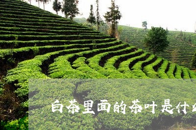 白茶里面的茶叶是什么茶/2023103196057