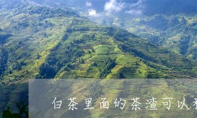 白茶里面的茶渣可以种花吗/2023110728613