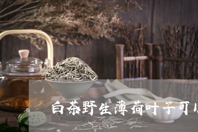 白茶野生薄荷叶子可以喝吗/2023110708392