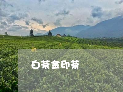 白茶金印茶/2023051041594