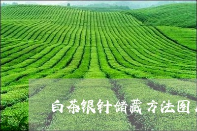 白茶银针储藏方法图片欣赏/2023111524615