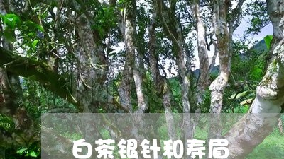 白茶银针和寿眉/2023112509271