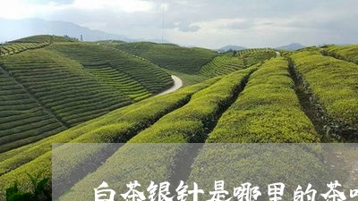 白茶银针是哪里的茶叶做的/2023111665050