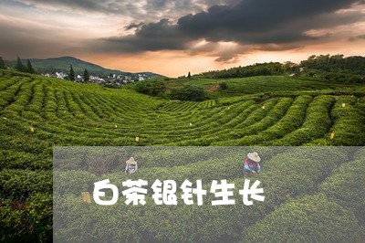 白茶银针生长/2023052125047