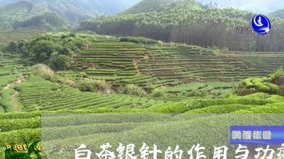 白茶银针的作用与功效/2023100744925